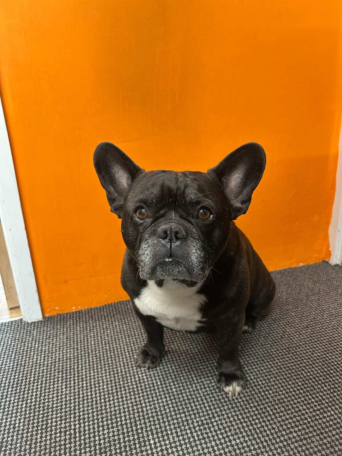 Pierre - Therapy Dog